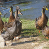 Retaining Ponds 3