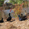 Retaining Ponds 4
