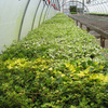 Production Fields 3