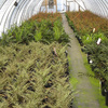 Production Fields 4