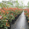 Production Fields 6