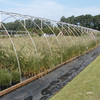 Production Fields 9