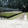 Production Fields 10