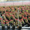 Production Fields 11