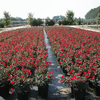 Production Fields 12