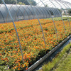 Production Fields 13