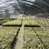 Production Fields 14