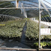 Production Fields 15