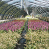 Production Fields 16