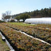Production Fields 18