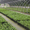 Production Fields 20