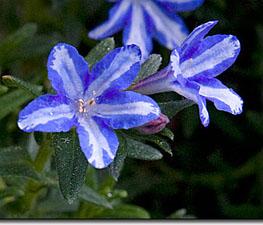 Lithodora 'White Star' - Trailing Lithodora PP#20078 from The Ivy Farm