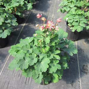 Aquilegia 'Clementine Salmon Rose' - Columbine from The Ivy Farm