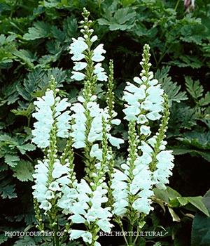 Physostegia 'Miss Manners' - Obedient Plant from The Ivy Farm