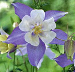 Aquilegia Songbird Blue Bird Columbine From The Ivy Farm Aquilegia Songbird Blue Bird Columbine From The Ivy Farm