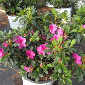 Azalea Bloom-A-Thon? 'Lavender' - Azalea PP 21476 from The Ivy Farm
