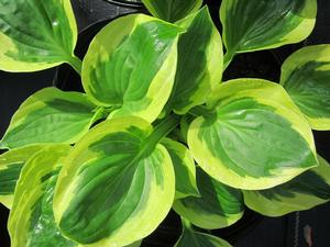Hosta 'Brim Cup' - Plantation Lily from The Ivy Farm