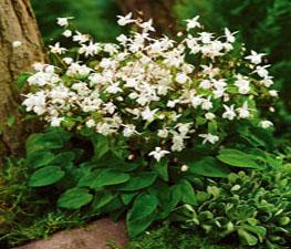 Epimedium 'Niveum' - Barrenwort from The Ivy Farm
