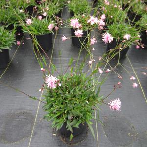 Lychnis 'Petite Jenny' - Maltese Cross PPAF from The Ivy Farm