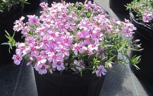 Phlox subulata 'Eye Candy' - Creeping phlox PP 31484 from The Ivy Farm