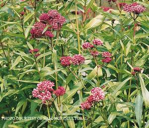 Asclepias incarnata - Milkweed from The Ivy Farm