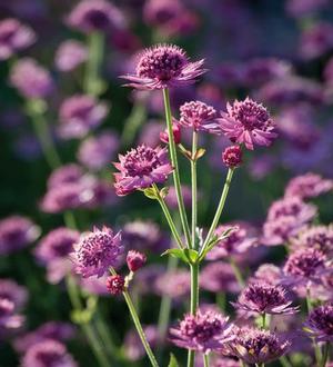 Astrantia major 'Ruby Cloud' - Masterwort from The Ivy Farm