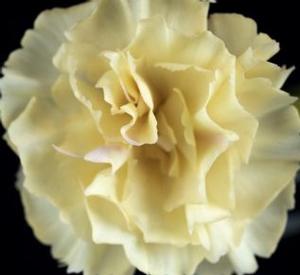 Dianthus 'Hellow Yellow' - Hardy Carnation from The Ivy Farm