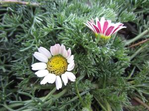 Anacyclus depressus 'Spring Carpet' - Mat Daisy from The Ivy Farm