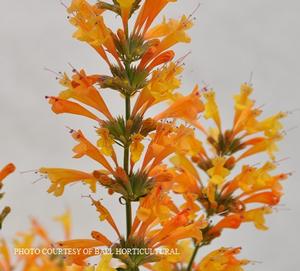 Agastache Sunrise? Orange - Hummingbird Mint from The Ivy Farm