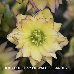 Helleborus 'First Dance' - Lenten Rose Wedding Party? Series from The Ivy Farm