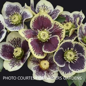 Helleborus 'Rio Carnival' - Lenten Rose Honeymoon? Series from The Ivy Farm