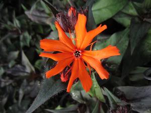 Lychnis 'Orange Gnome' - Maltese Cross from The Ivy Farm