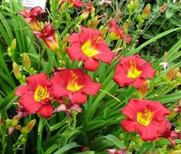 Hemerocallis 'Ruby Stella' - Daylily from The Ivy Farm
