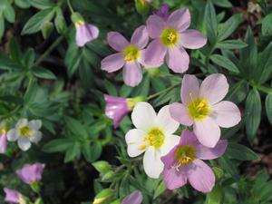 Polemonium 'Apricot Delight' - Jacob's Ladder from The Ivy Farm