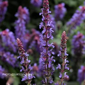 Salvia Bourdeau™ Blue Sky - Meadow Sage from The Ivy Farm