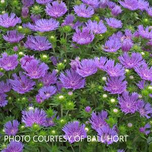 Stokesia 'Peachi's Pick' - Stokes from The Ivy Farm