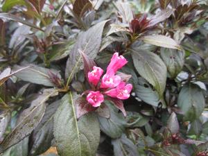 Weigela 'Minor Black' - from The Ivy Farm