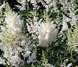 Astilbe 'Snowdrift' - False Spirea from The Ivy Farm