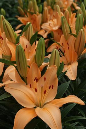Lilium Lily Looks™ 'Tiny Moon' - Lily PPAF from The Ivy Farm