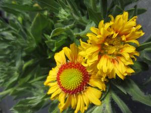 Gaillardia 'Arizona Apricot' - Blanket Flower from The Ivy Farm