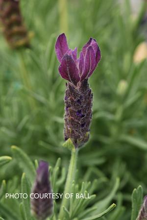 Lavandula 'Primavera' - Spanish Lavender PPAF from The Ivy Farm