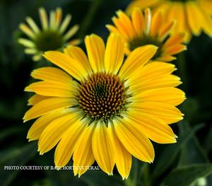 Echinacea Sombrero? 'Summer Solstice' - from The Ivy Farm