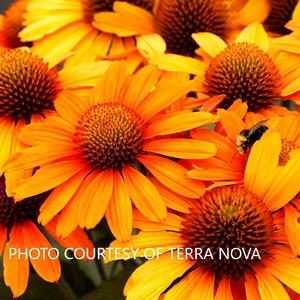 Echinacea Prima™ Saffron - Dwarf Coneflower PP 30169 from The Ivy Farm