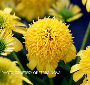 Echinacea Sunny Days™ Lemon - Coneflower PPAF from The Ivy Farm