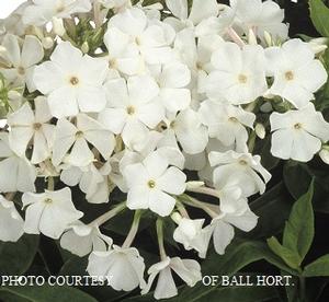 Phlox paniculata White Flame™ - Dwarf Garden Phlox PP 16259 from The Ivy Farm