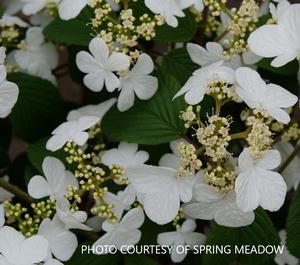 Viburnum Steady Eddy™ - Doublefile Viburnum PPAF from The Ivy Farm