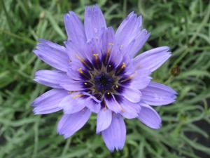 Catananche caerulea - Cupid's Dart from The Ivy Farm