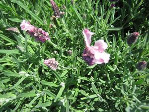 Lavandula Madrid? Lavish? Pink - Lavender from The Ivy Farm