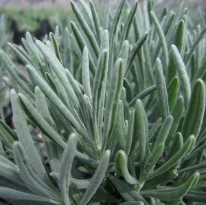 Lavandula Sensational!? - Lavender PPAF from The Ivy Farm