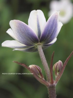 Anemone 'Robustissima' - Windflower from The Ivy Farm